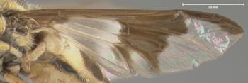 Media type: image;   Entomology 27434 Aspect: wing
